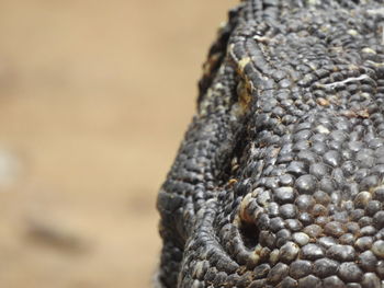 Close-up of a komodo dragon, bali