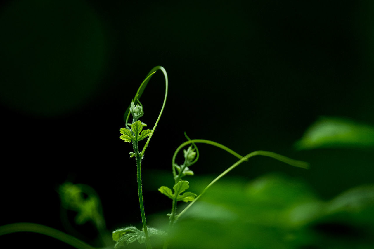 CLOSE-UP OF GREEN PLANT