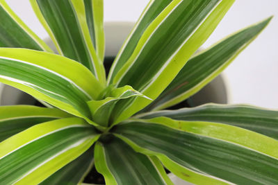 Closeup of a dracaenaplant against a white background