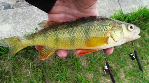 Close-up of fish