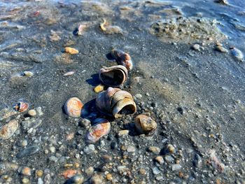 High angle view of shells on beach