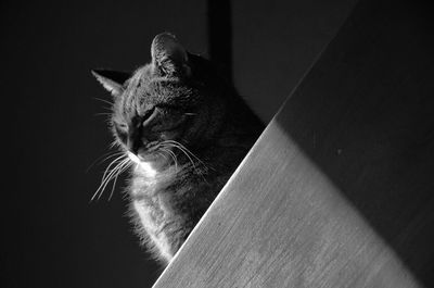 Close-up of cat against black background