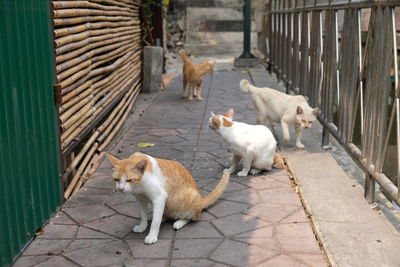 Dogs walking on footpath
