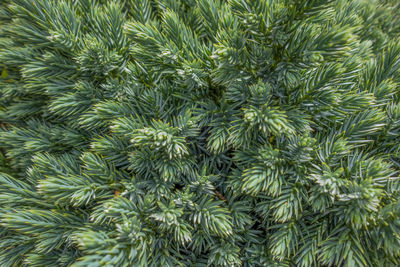 Full frame green coniferous tree closeup