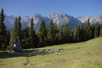 Panoramic view of trees against sky