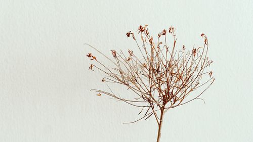 Close-up of wilted plant against wall