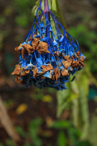 Close-up of dry leaf on branch