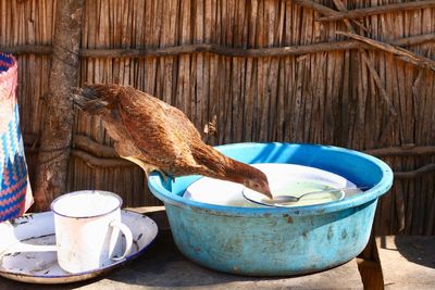 View of an animal in bowl