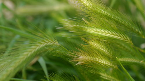 Close-up of unripe green cereal plants on field