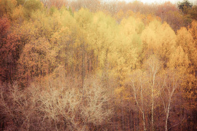 Plants growing on field