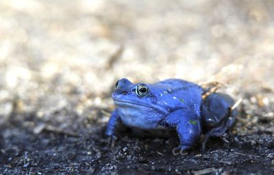 Close-up of moor frog on spring, coloured blue on breeding season  looking for a female frog on land