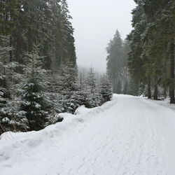 Snow covered road amidst trees against clear sky