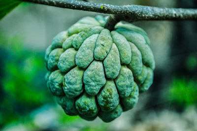 Close-up of custard apple growing on tree