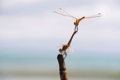 Close-up of dragonfly on wooden post