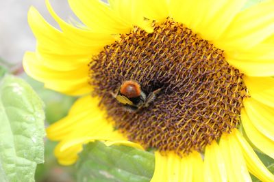 Close-up of bee pollinating on sunflower
