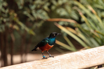 Close-up of bird perching on wood