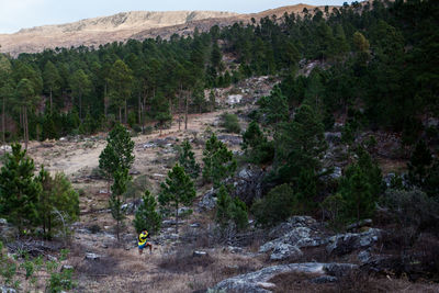 Scenic view of forest