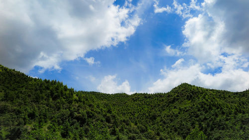 Low angle view of trees on landscape against sky