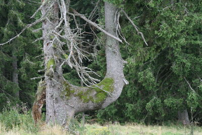 View of trees in the forest