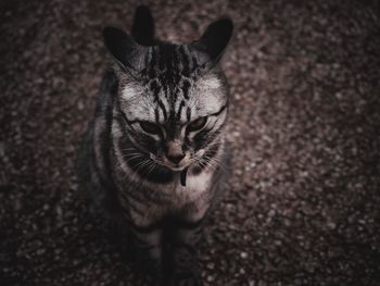 Close-up portrait of tabby cat