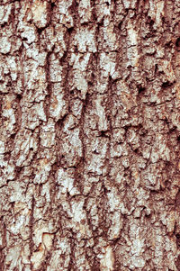 Full frame shot of tree trunk