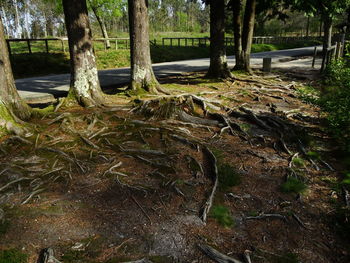 Trees in forest