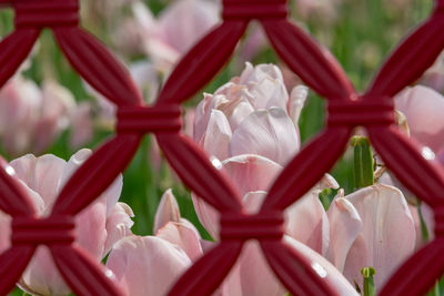 Close-up of pink flowering plants