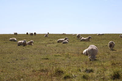 Flock of sheep grazing in field