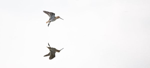 Low angle view of seagull flying