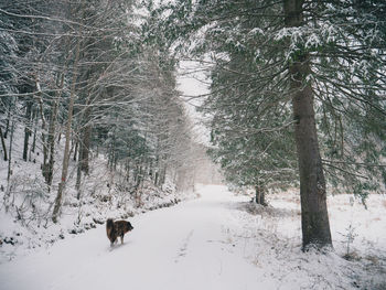 View of dog on snow covered land