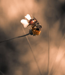 Close-up of bee on flower