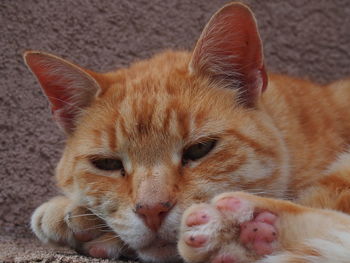 Close-up portrait of cat relaxing on rug at home