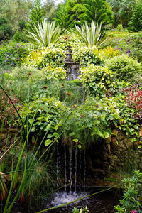 View of flowering plants in garden