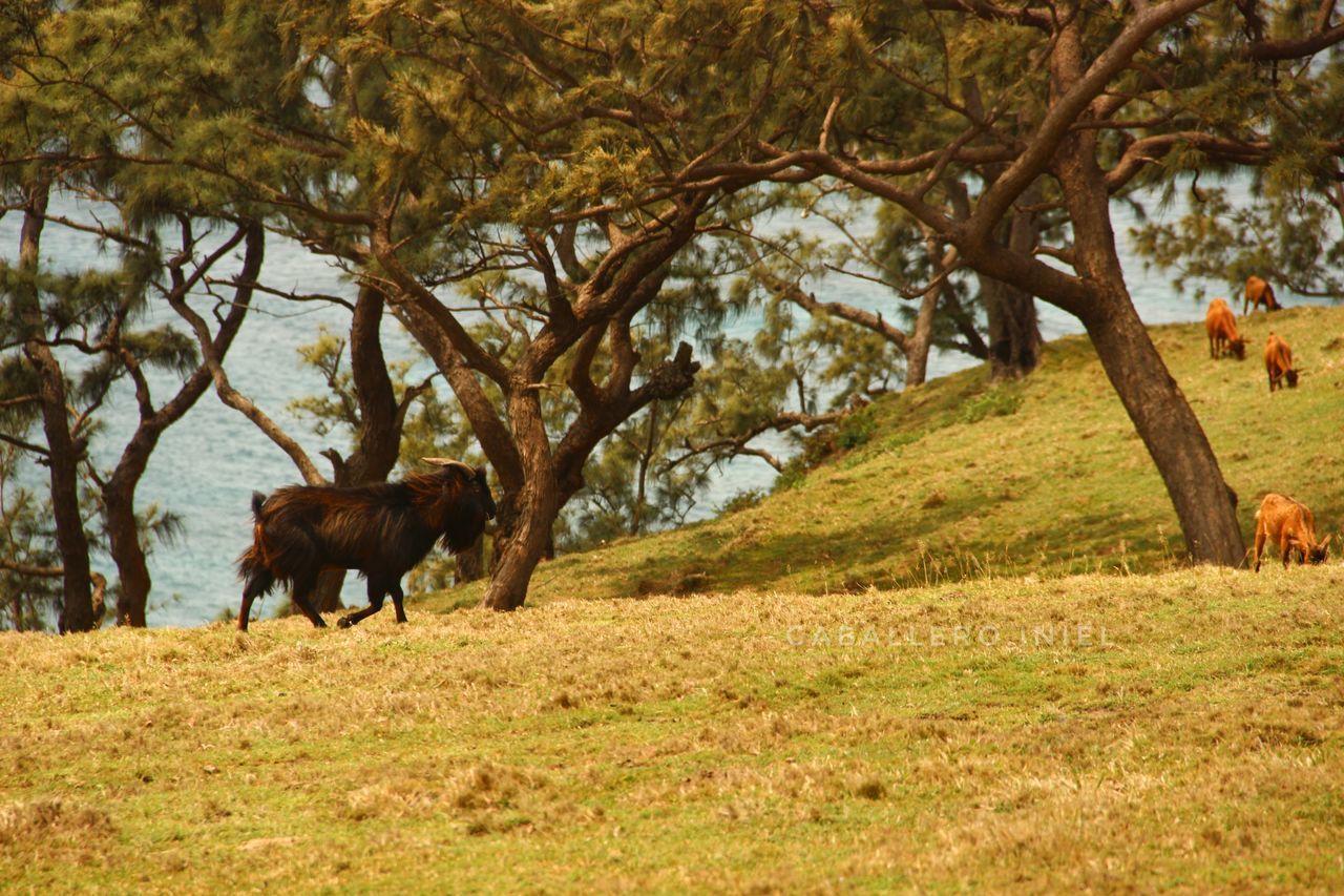 HORSES ON LANDSCAPE