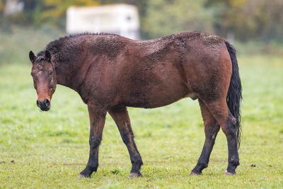 Brown horse with dirty fur is standing on a meadow