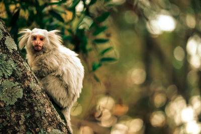 Monkey looking away on tree