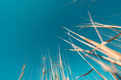 Low angle view of plants against clear blue sky