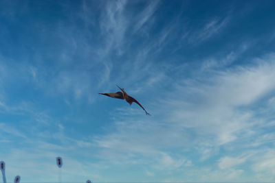 Low angle view of bird flying in sky