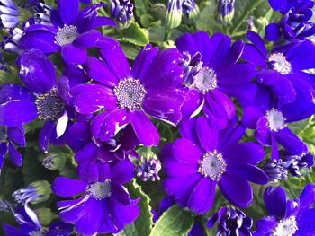 Close-up of purple flowers blooming outdoors