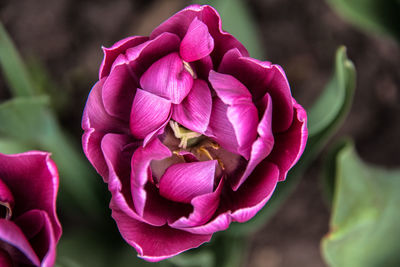 Close-up of pink rose