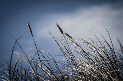 Close-up of grass against sky