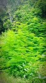 High angle view of trees growing on field