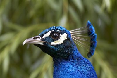 Close-up of peacock