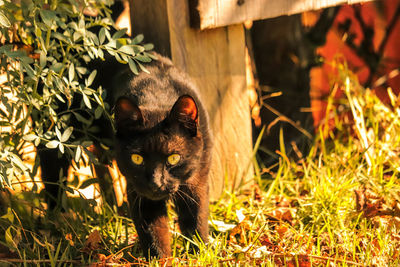 Portrait of a cat on field