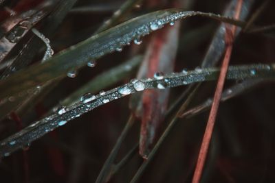 Close-up of frozen water drops on plant