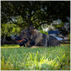 Dog sitting in grass