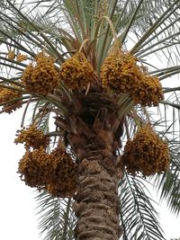 Low angle view of tree
