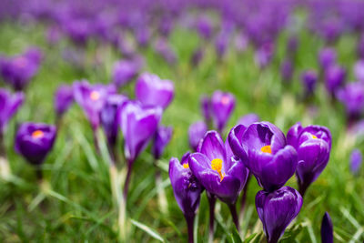 Close-up of purple crocus flowers on field