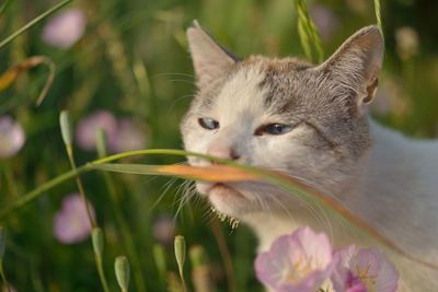 Close-up of cat by plants on field