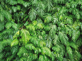 Full frame background of fresh green plants in the jungle